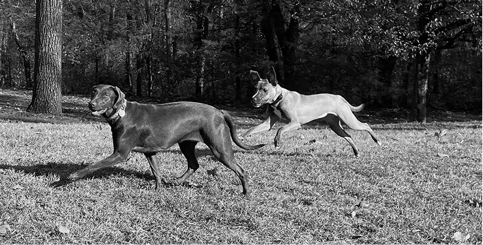 Two dogs running